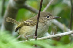 Euscarthmus fulviceps