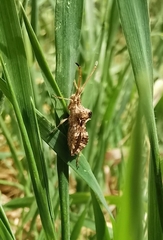 Centrocoris spiniger