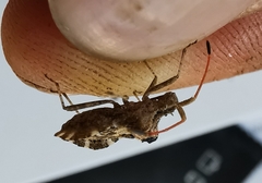 Centrocoris spiniger