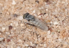 Pherocera