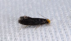 Doleromorpha porphyria