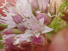 Allium lemmonii