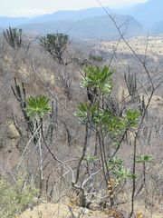 Pseudosmodingium virletii