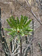 Pseudosmodingium virletii