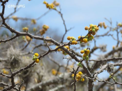Acacia pennatula - Whole tree