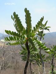 Pseudosmodingium virletii