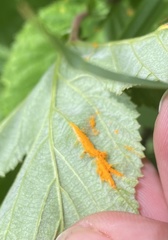 Triphragmium ulmariae