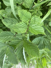 Triphragmium ulmariae