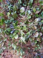 Pyrola rotundifolia