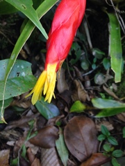 Guzmania nicaraguensis