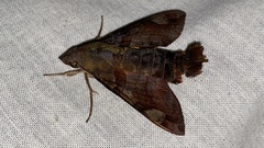 Macroglossum saga