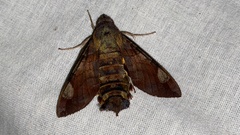 Macroglossum saga