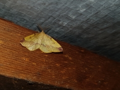 Heterolocha laminaria