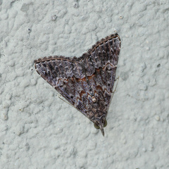 Hypena pacificalis