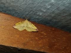Heterolocha laminaria