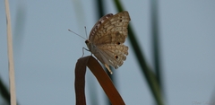 Junonia atlites