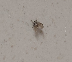 Clogmia albipunctata