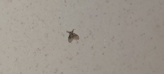 Clogmia albipunctata
