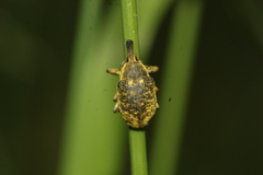 Larinus sturnus