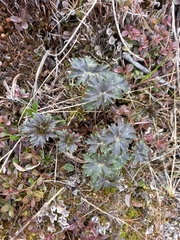 Aconitum umbrosum