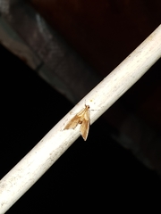 Agrotera nemoralis