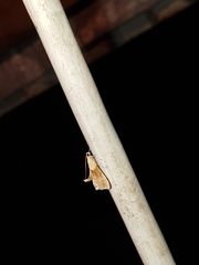 Agrotera nemoralis