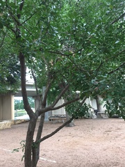 Dermatophyllum secundiflorum