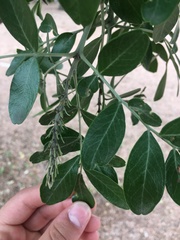 Dermatophyllum secundiflorum