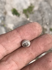 Praticolella griseola