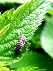 Coccinella septempunctata