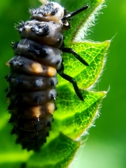 Coccinella septempunctata