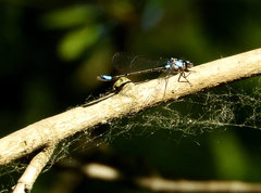 Zoniagrion exclamationis