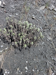 Artemisia lagocephala