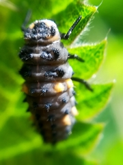 Coccinella septempunctata