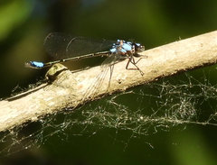Zoniagrion exclamationis