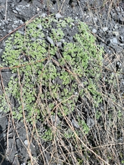Artemisia lagopus