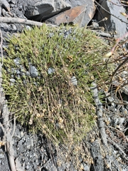 Eremogone tschuktschorum