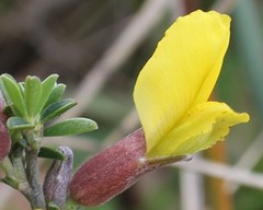 Chamaecytisus spinescens