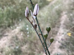 Asphodelus serotinus