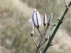 Asphodelus serotinus