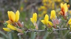 Chamaecytisus spinescens