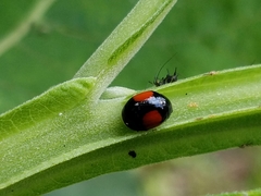 Brachiacantha subfasciata