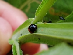 Brachiacantha subfasciata