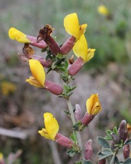 Chamaecytisus spinescens