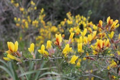 Chamaecytisus spinescens