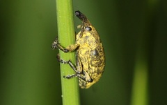 Larinus sturnus