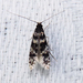 Homosetia bifasciella - Photo (c) Diane P. Brooks, some rights reserved (CC BY-NC-SA), uploaded by Diane P. Brooks