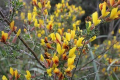 Chamaecytisus spinescens