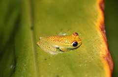 Boophis tasymena