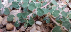 Euphorbia chamaesyce